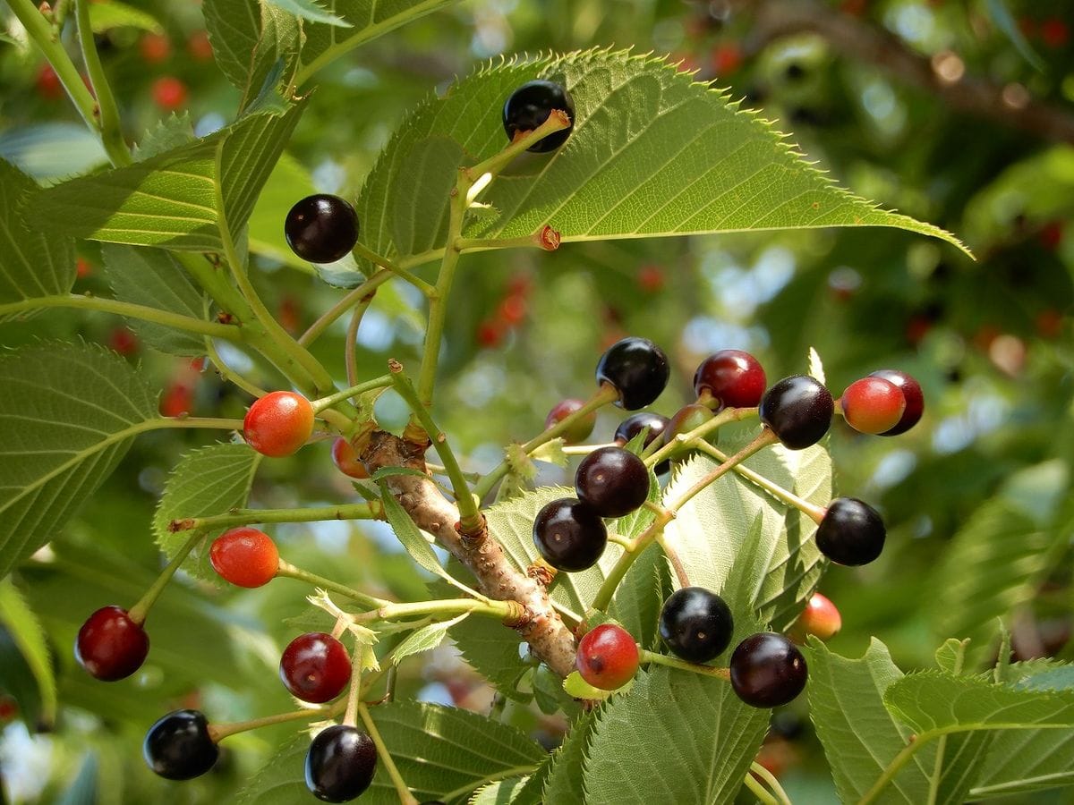 🍒オオシマザクラ の 実が黒く熟し始めています。  バラ科 サクラ属  武蔵野の森公園