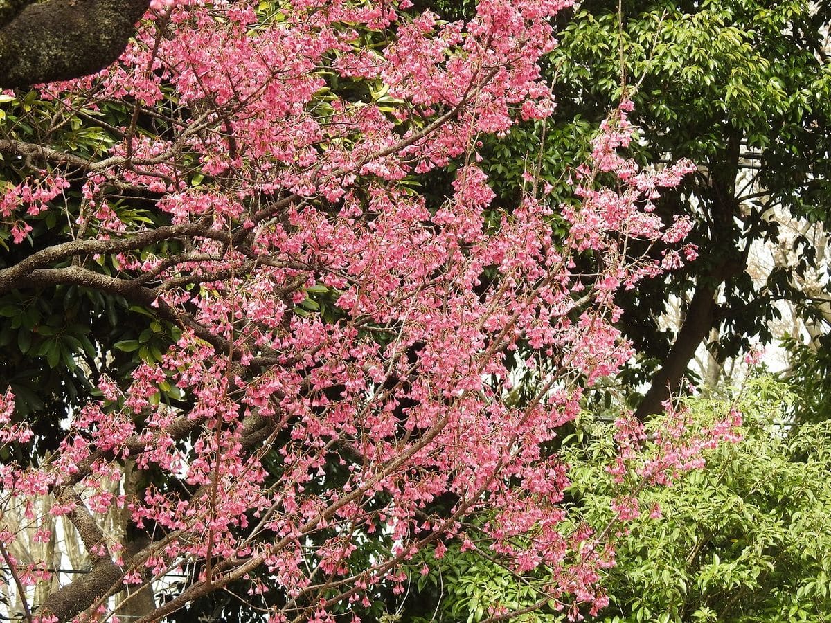 カンヒザクラ（寒緋桜） が 満開です。