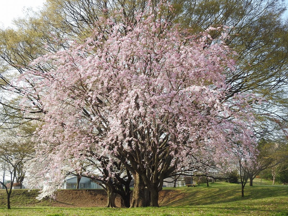 八重枝垂れ桜が 綺麗です。  武蔵野の森公園にはたくさんのサクラが咲いています。