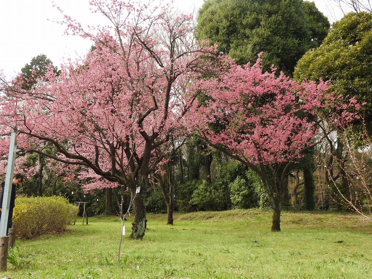 カンヒザクラ（寒緋桜） が 満開です。  日本の原種です。  神代植物公園で