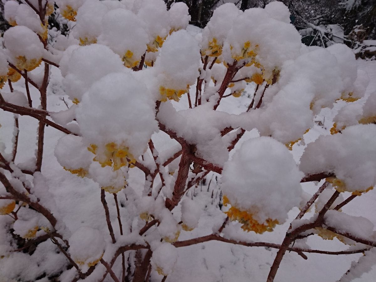 ミツマタの写真 by いけの恋 ミツマタも雪をかぶっています。  季節外れの雪で庭は真