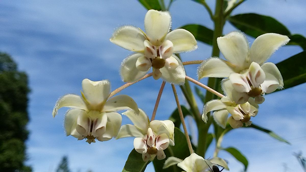 風船トウワタの花💕 このあとどんな変化するか興味深い🎵