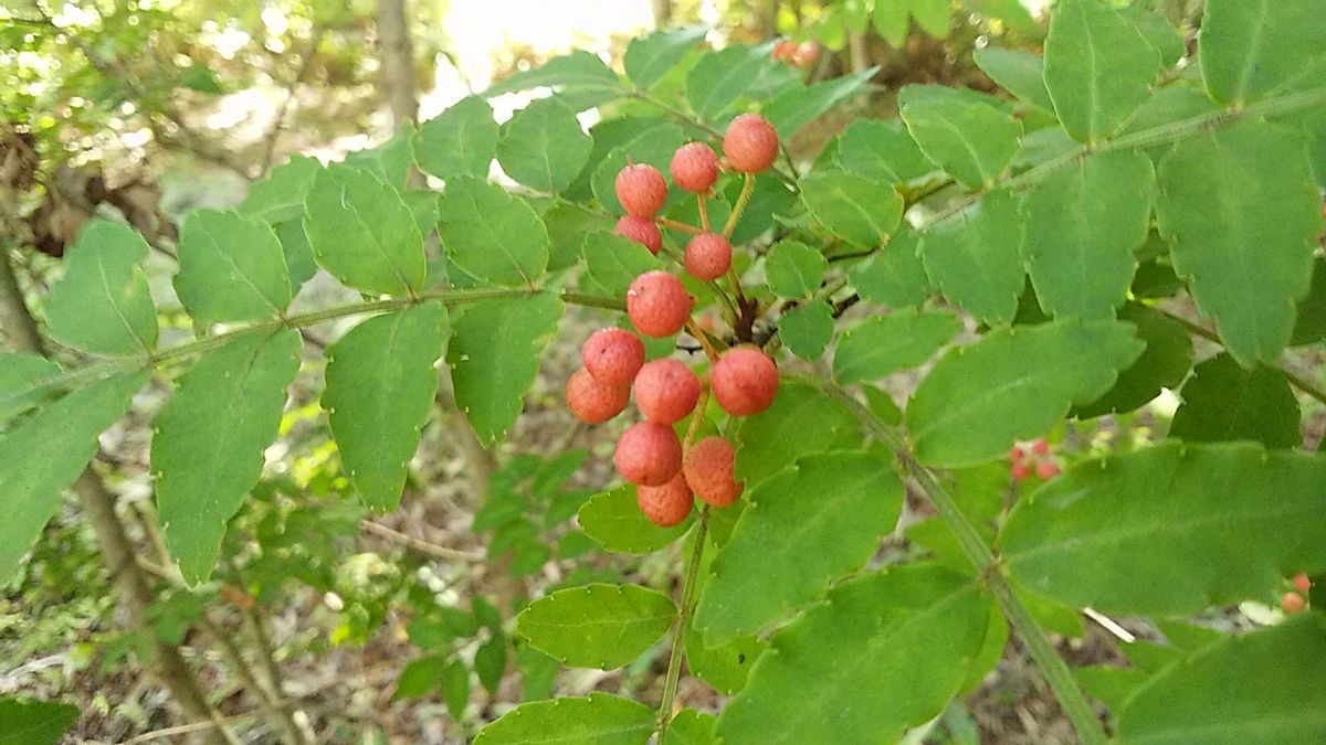 赤く熟してきた山椒の実🍒