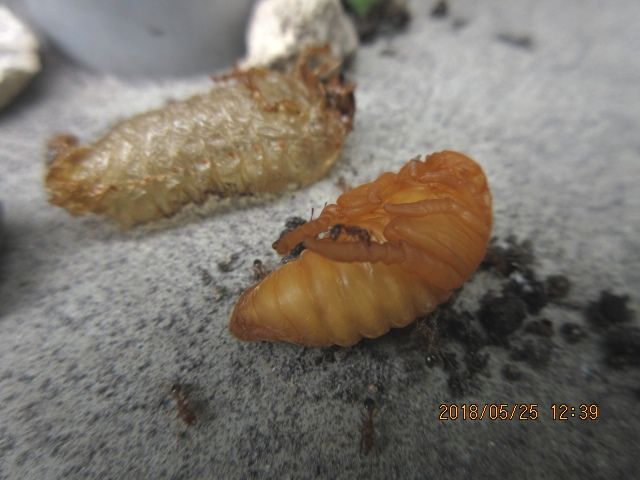 ５月２５日 １階に植えた ルビーレッドは虫食いで丸坊主になりました。 撤去したら、