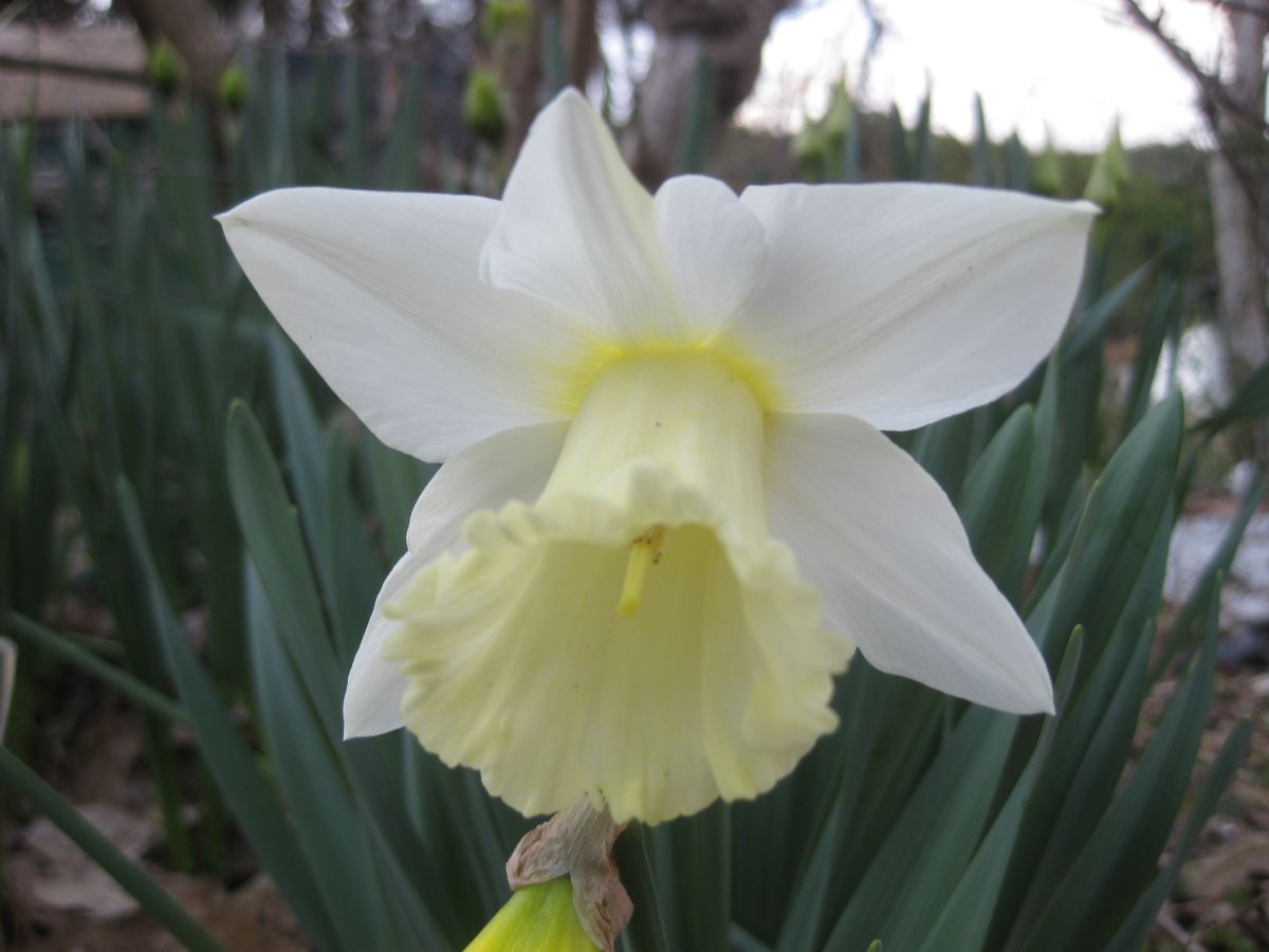 白ラッパ咲きスイセンのマウントフット 地植えのスイセン 別名 ナルシサス 雪中花のコーナー のアルバム みんなの趣味の園芸