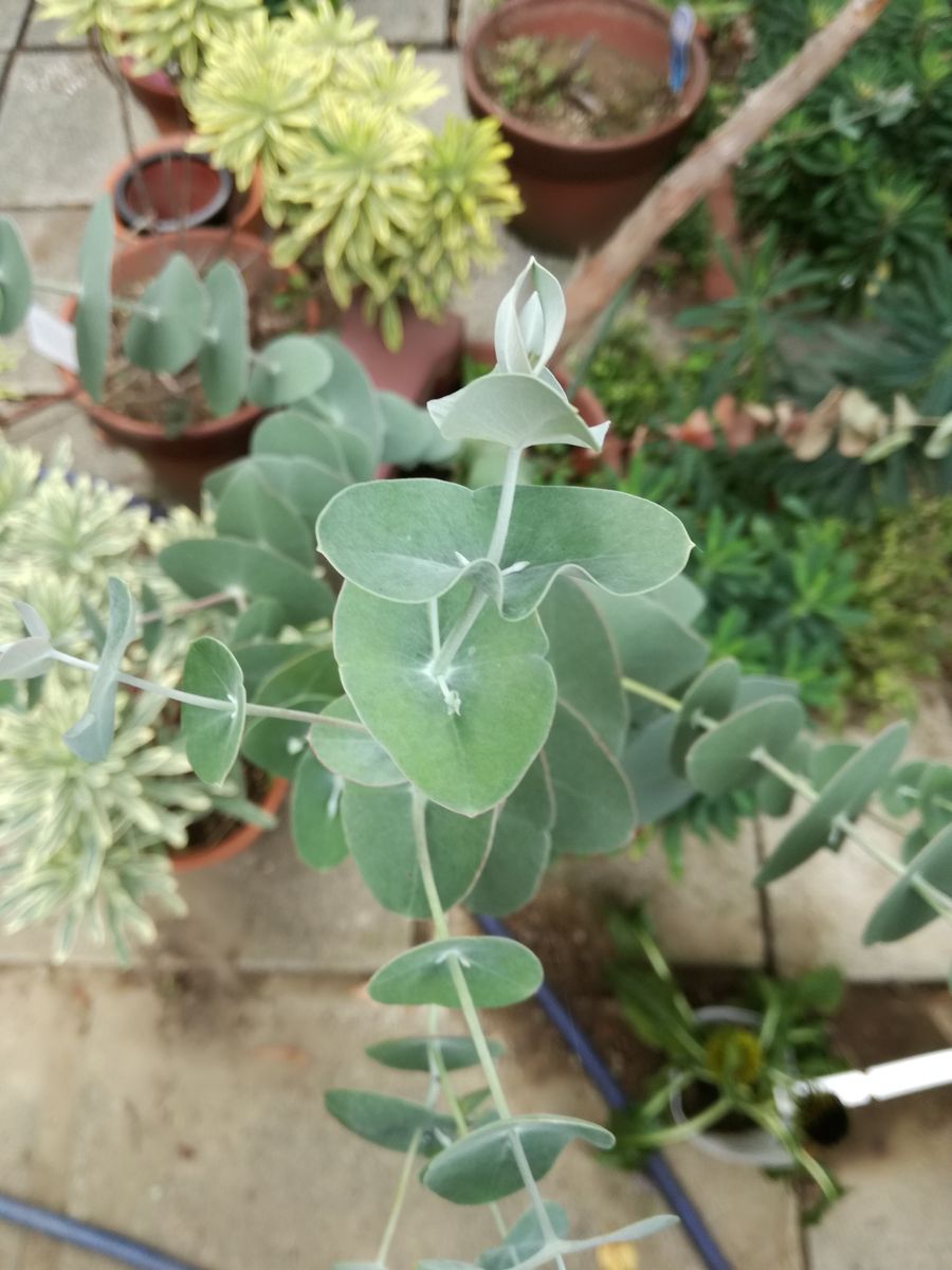 ツキヌキユーカリ🌿 今年は摘芯頑張ったので、枝数増えた。  いつ見ても、葉っぱの形が