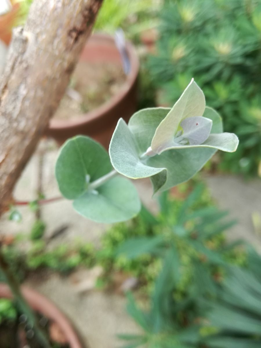 ツキヌキユーカリ🌿 幹からも枝が出た。 大きくなりますように😳🎶