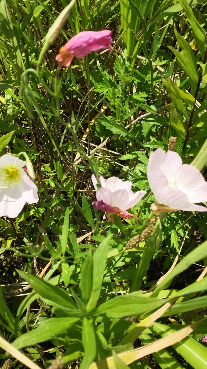 月見草（マツヨイグサの仲間）の写真 by オリーブの木 孫と散歩の途中見つけましたよ🌼