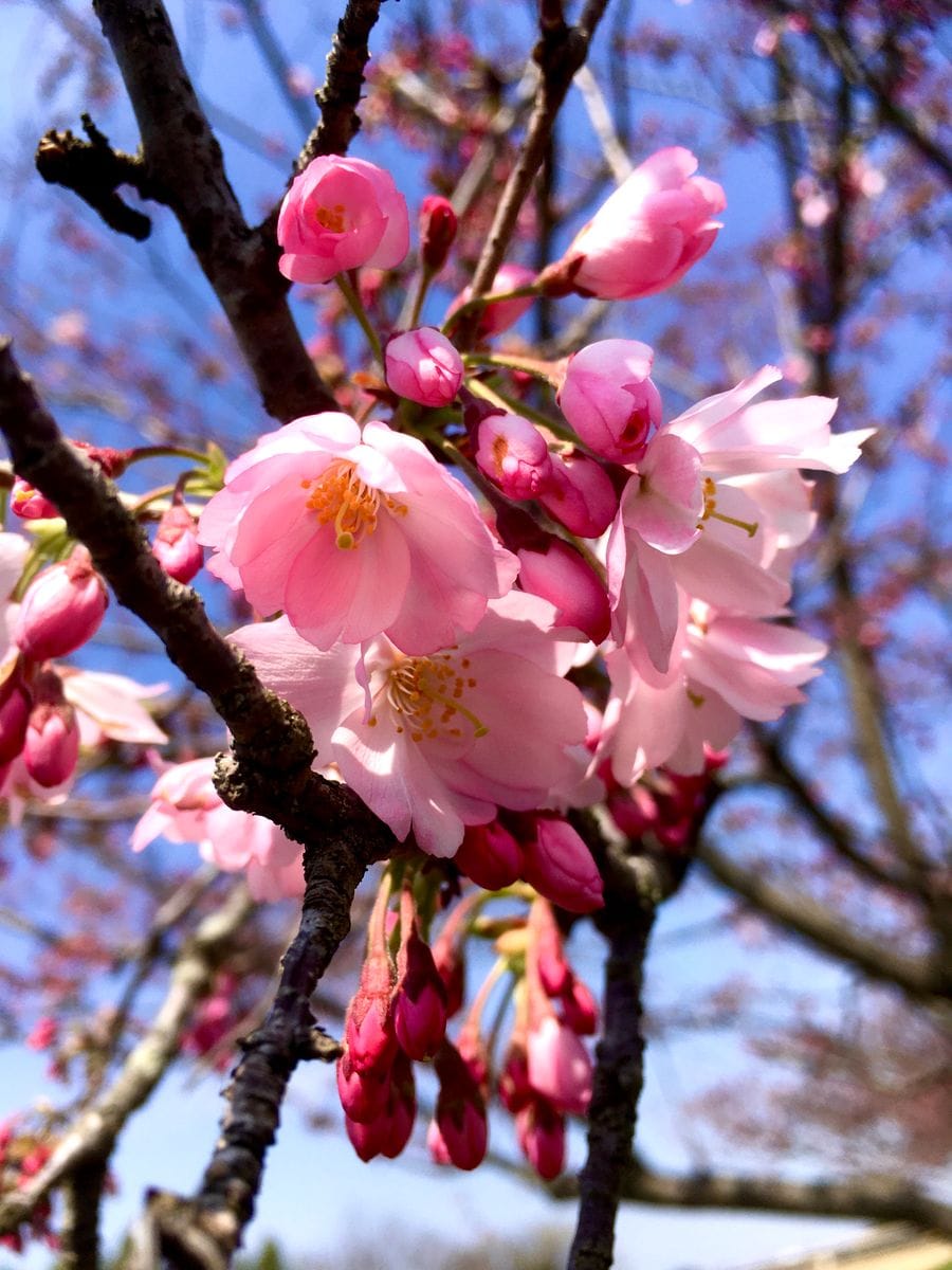 未だ、三分咲の小山の思川桜です。