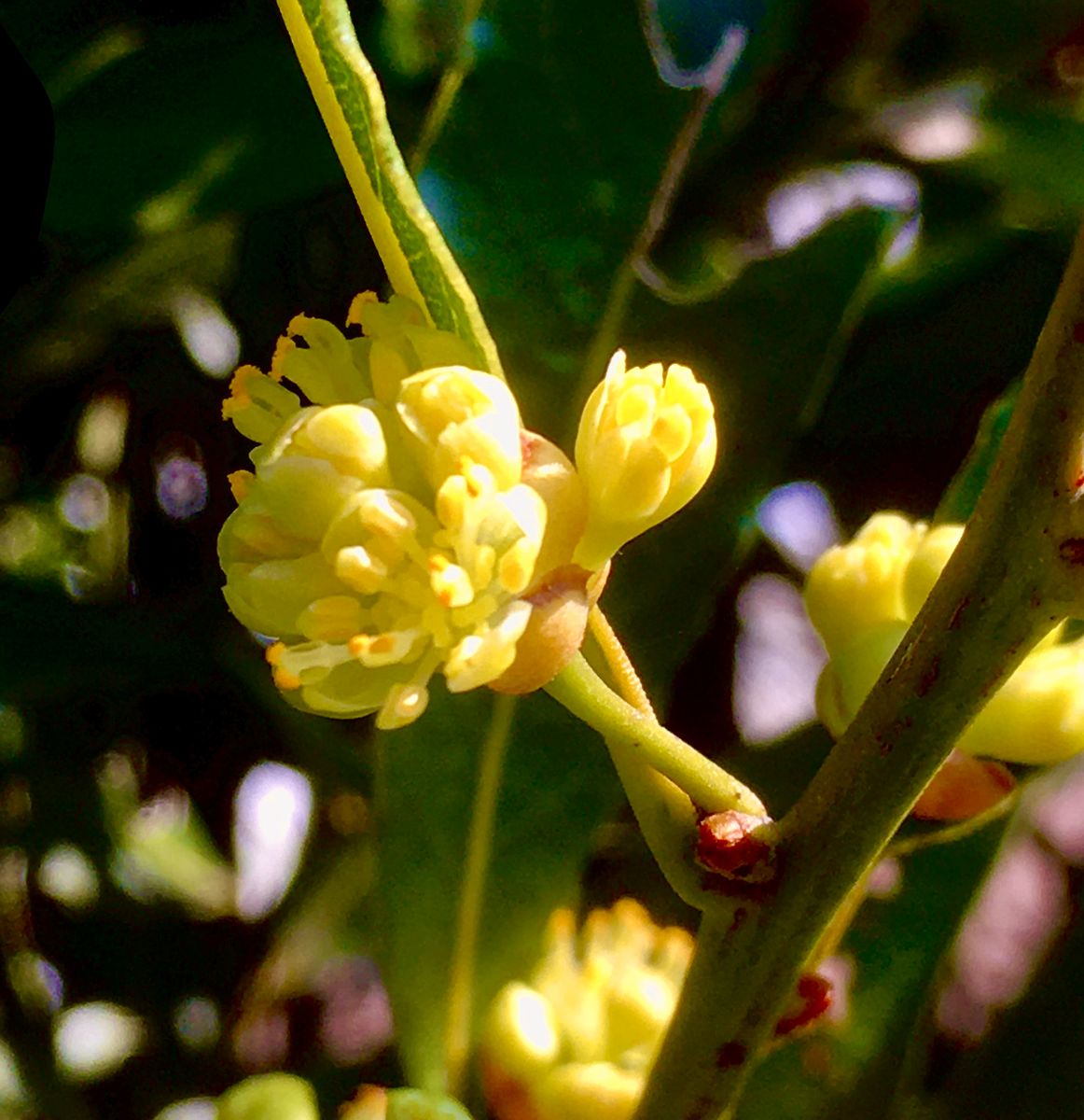 月桂樹の花が開花を始めました。 料理、ハーブと利用しています。