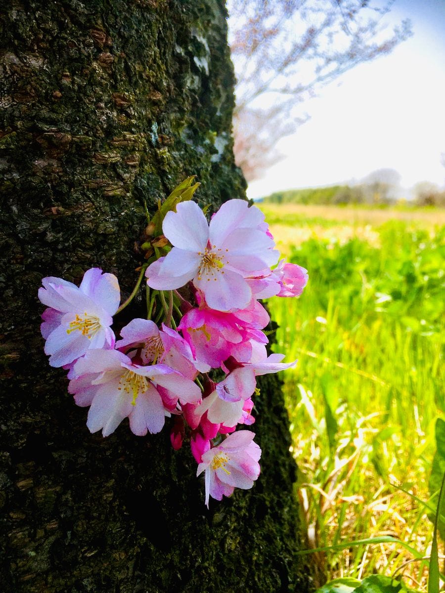 未だ、三分咲の小山の思川桜です。