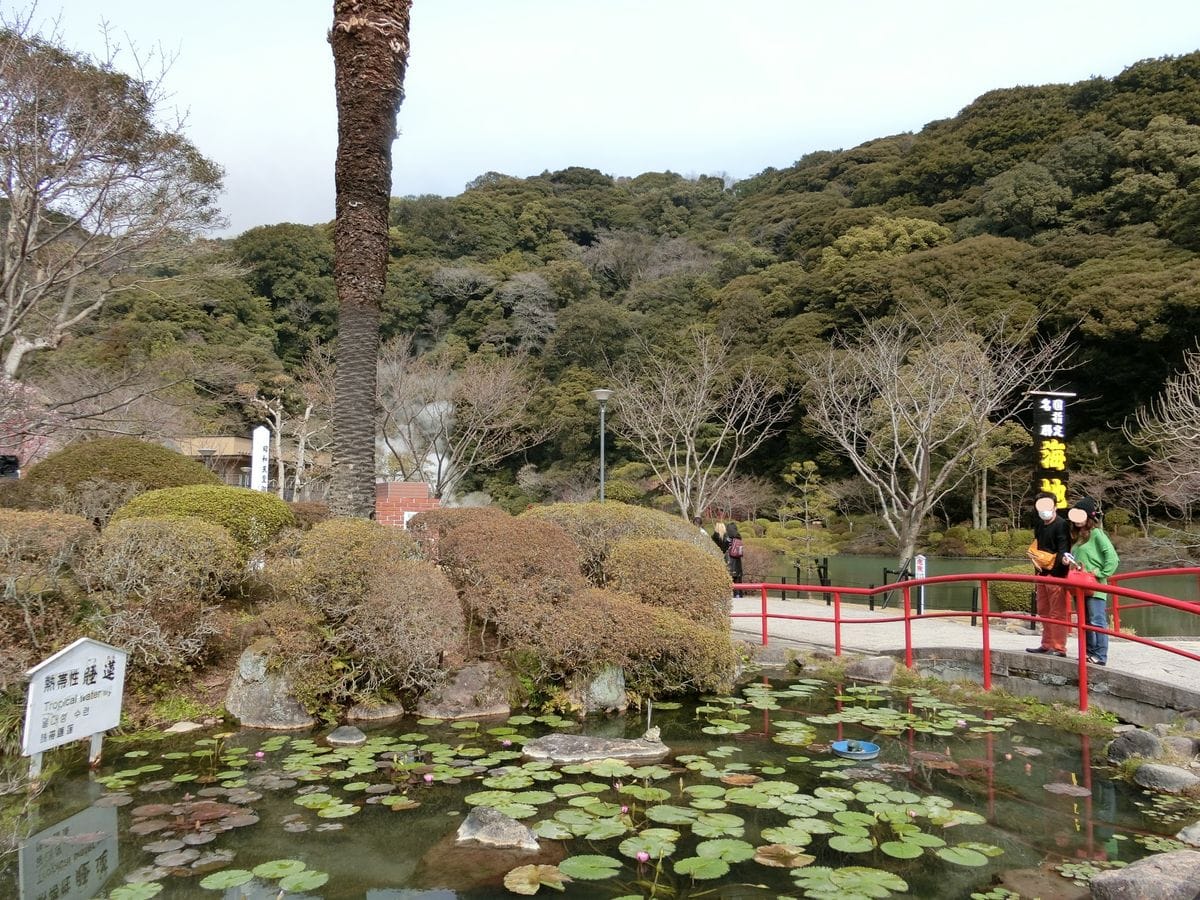 こちらは海地獄です。 手前には熱帯スイレンが咲いてます。