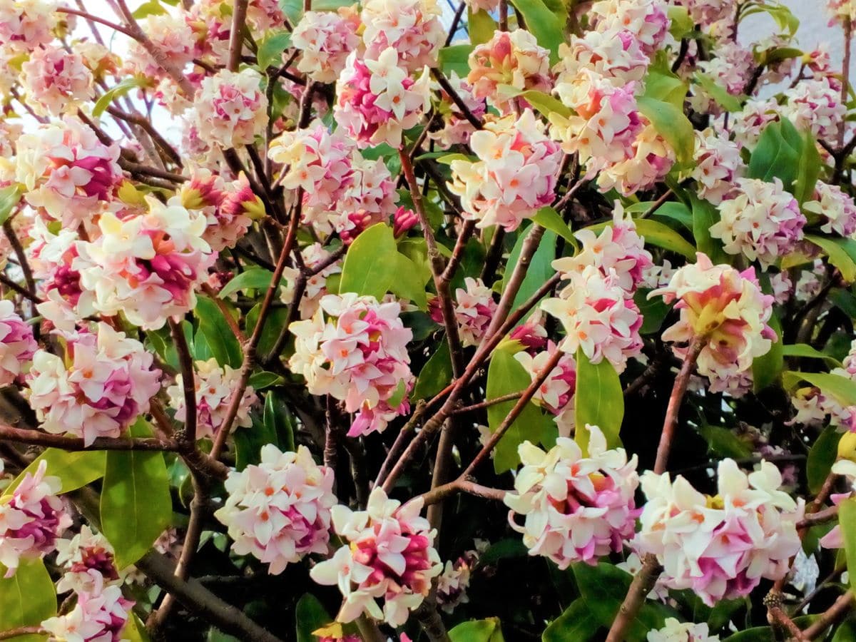 ジンチョウゲの写真 by トム・マグノリア 通りすがりの公園で見つけた『沈丁花』😁  今