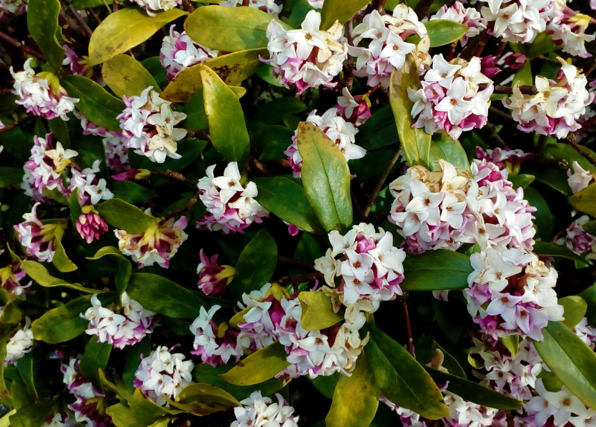 ジンチョウゲの写真 by トム・マグノリア 通りすがりの公園で見つけた『沈丁花』😁  今