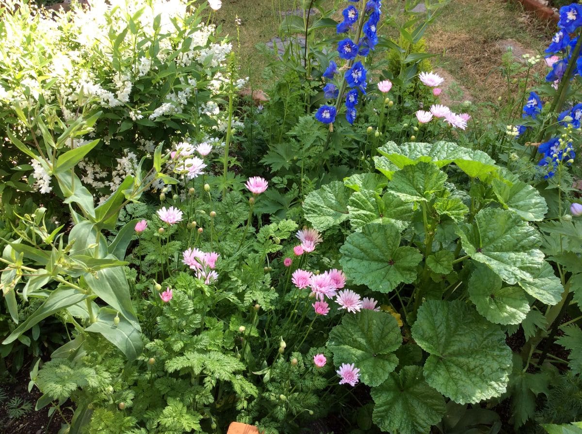 4,21朝 陽射しを浴びてモモイロタンポポが開くと華やぎます。