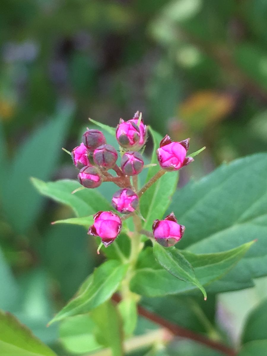 シモツケの写真 by masaさん 9/19 シモツケ この開花前の蕾がだんだん開いていく様子