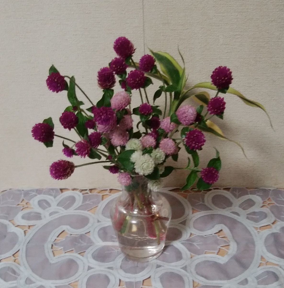 「センニチコウ（3色）」📷20180920 鉢植え