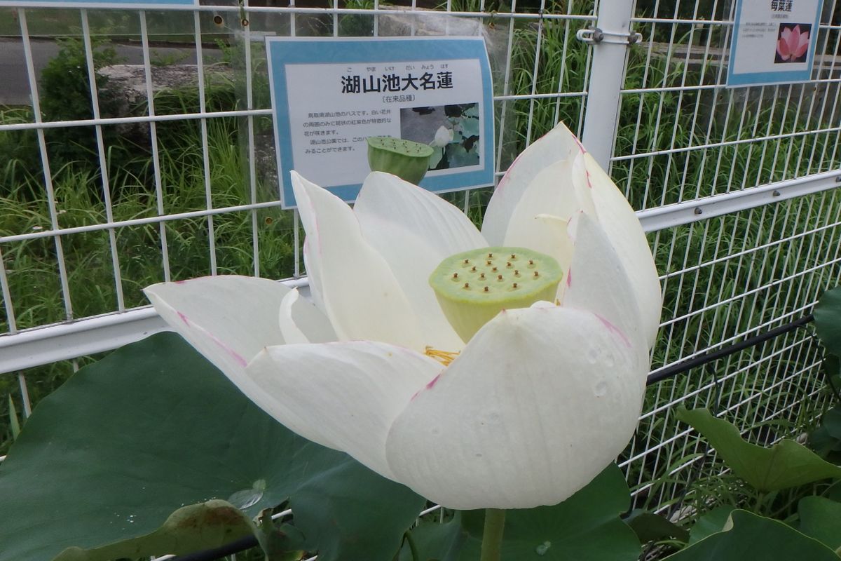 ハスの写真 by カワモチ 湖山池大名蓮 白色が綺麗な蓮ですね！チョットピンク色が混じ