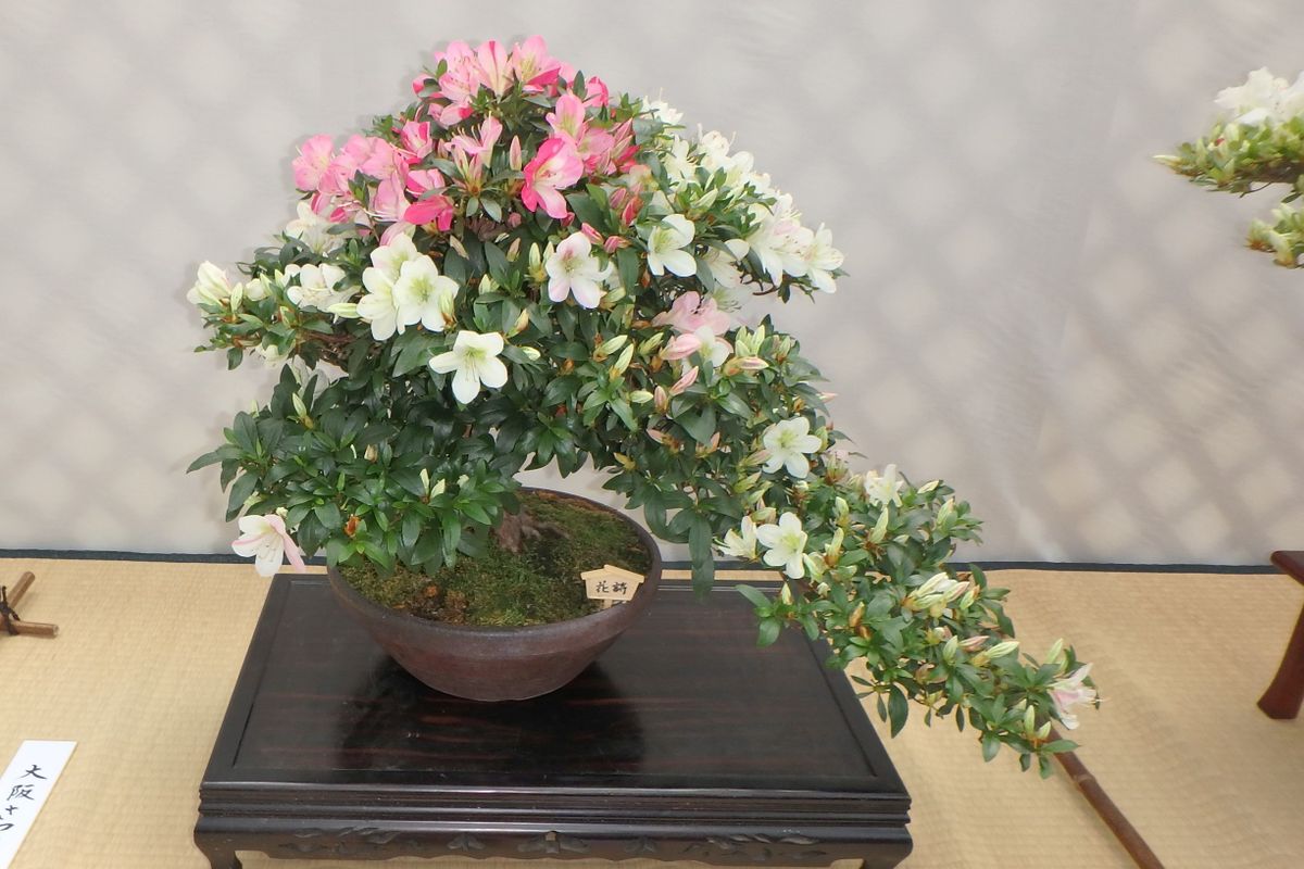サツキの写真 by カワモチ 花詩 ピンク色と白のグラデーションが良いが綺麗な品種です