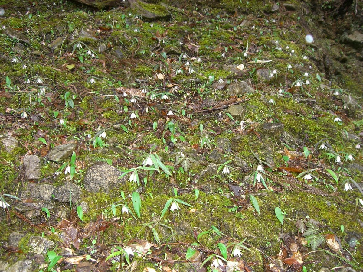 道路わきの斜面岩がごつごつした場所に数えきれないほど可憐な花が咲いていました。フ