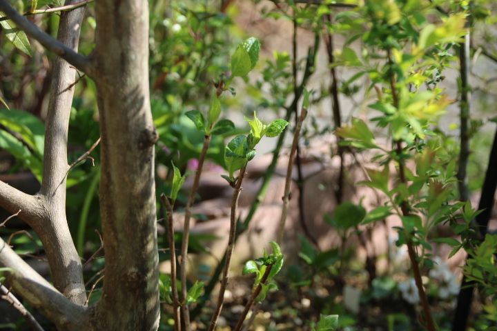 私の小さな雑木林に仲間入り😌 山あじさい 紅てまり