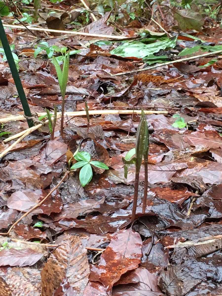 フリチラリアの芽が出てきました。