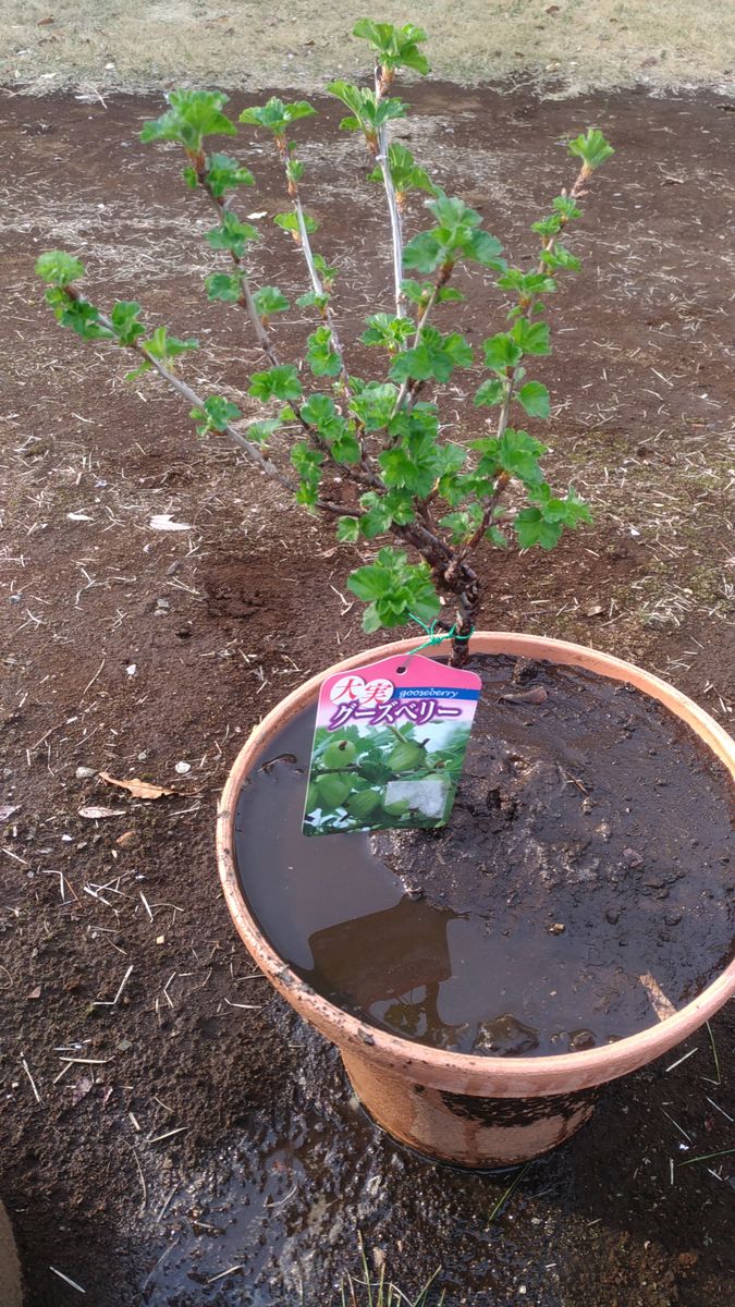 気になっていたので、購入