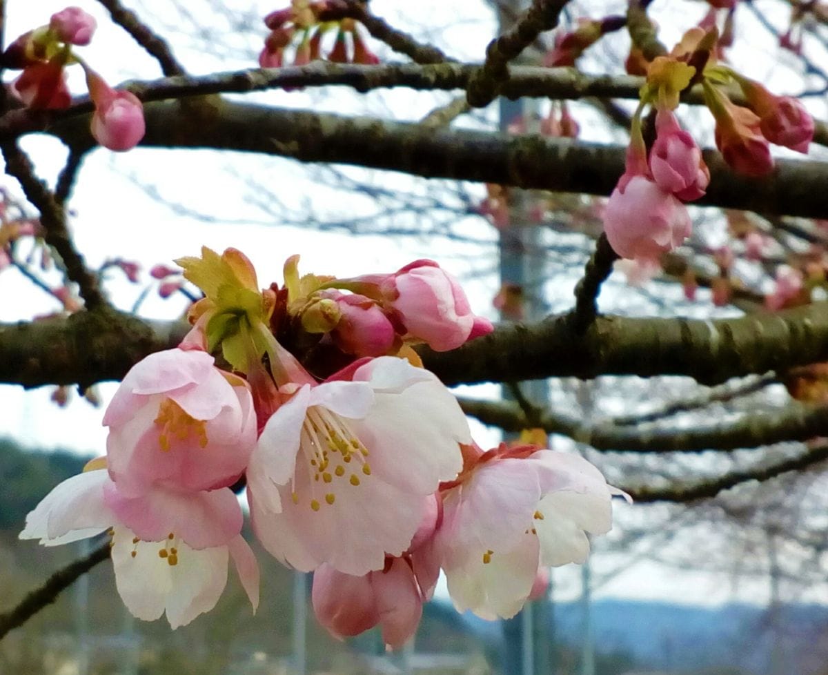 サクラの写真 by トム・マグノリア 🌸『寒桜』🌸 ３月１８日撮影📷  ★今日も皆さんに元気