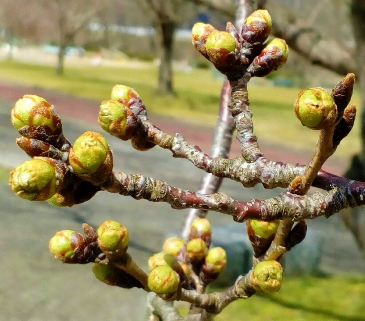 地元の川沿いにある公園の『桜』🌸かなり蕾が膨らんできました😄   ★今日も皆さんに元気