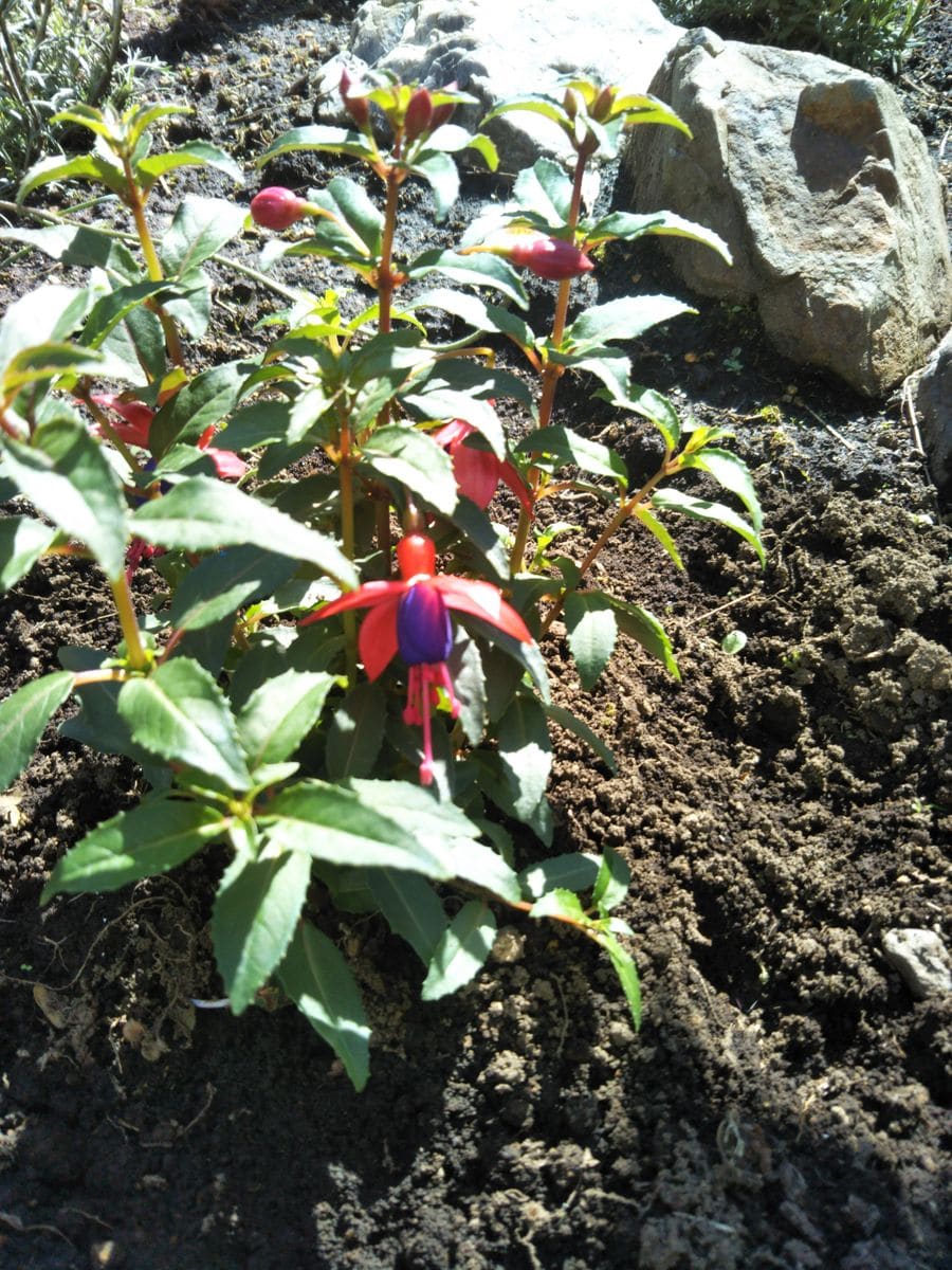 フクシアの写真 by rosepink 毎年鉢植えでいつの間にか消えゆくフクシアちゃんには地