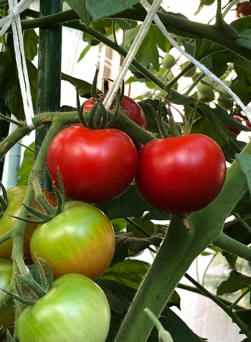 中玉トマト     肉厚で極甘。真っ赤に熟すまで木に成らしてあります。家庭菜園の醍醐