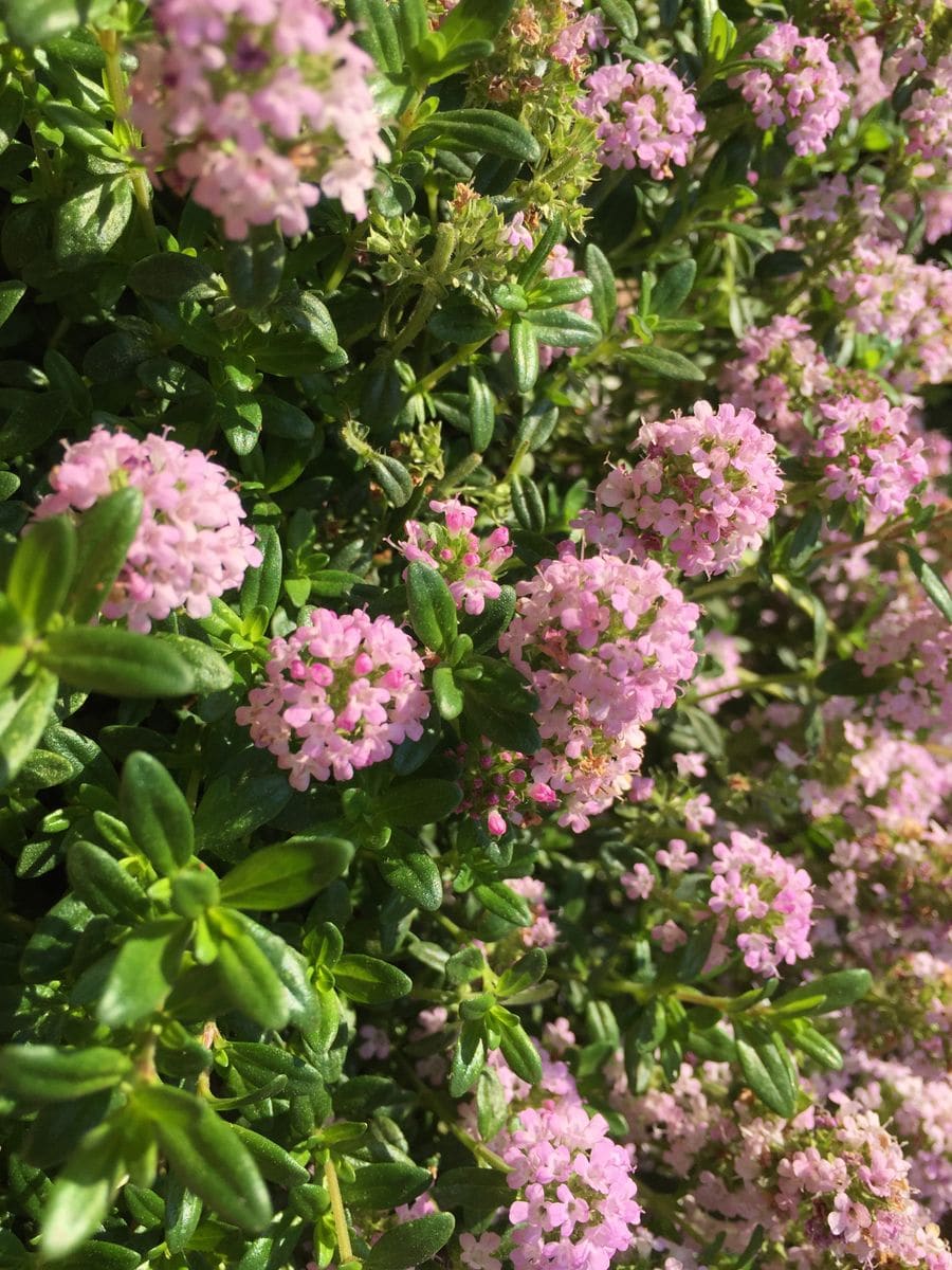 タイムの写真 by junp☆ タイム  小さなピンクの花💕