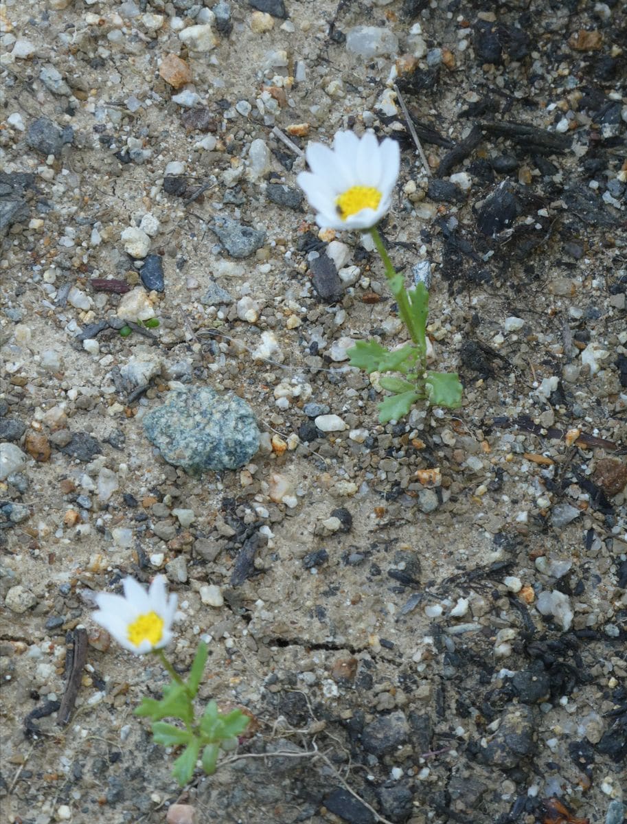 小さな雑草 抜くのも可哀想