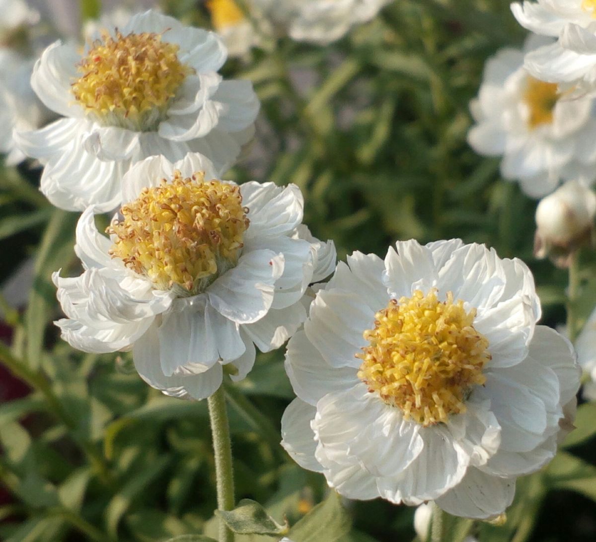 花かんざしの写真 by トム・マグノリア 「花かんざし」３月２５日撮影📷