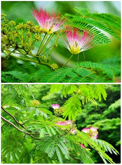 ネムノキの写真 by shonan 落ち込んで歩いていると マメ科『ネムノキ』に赤い派手な花