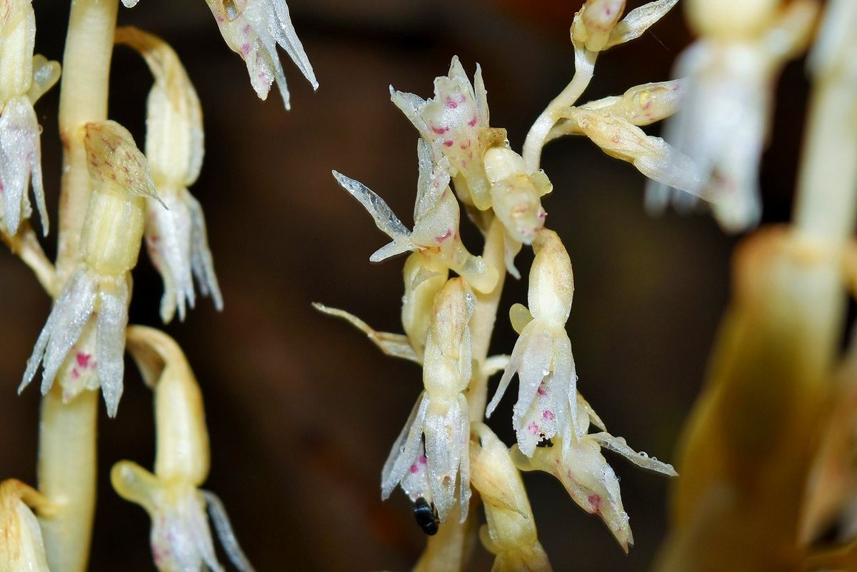 この『タシロラン』先日のオニノヤガラと同様 葉緑素を持たない腐生植物で、 毎年出る