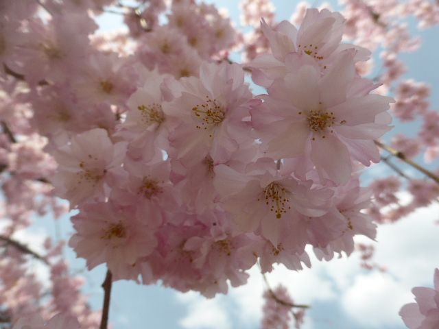 桜の花。