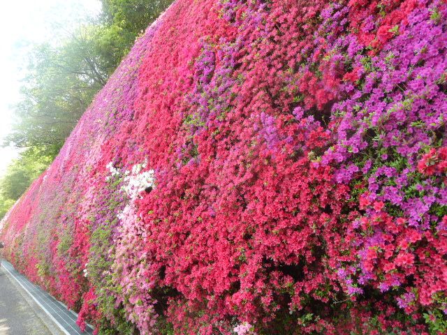 豊田市藤岡。 トヨタ労連の研修所。 ５０Mの霧島つつじの花の壁です。 高さ５Mです。 
