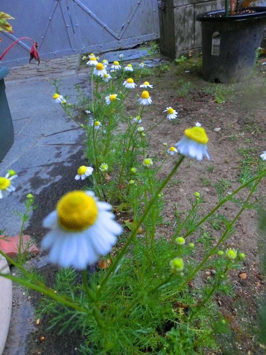 こぼれダネから生えてきたカモミール…♪