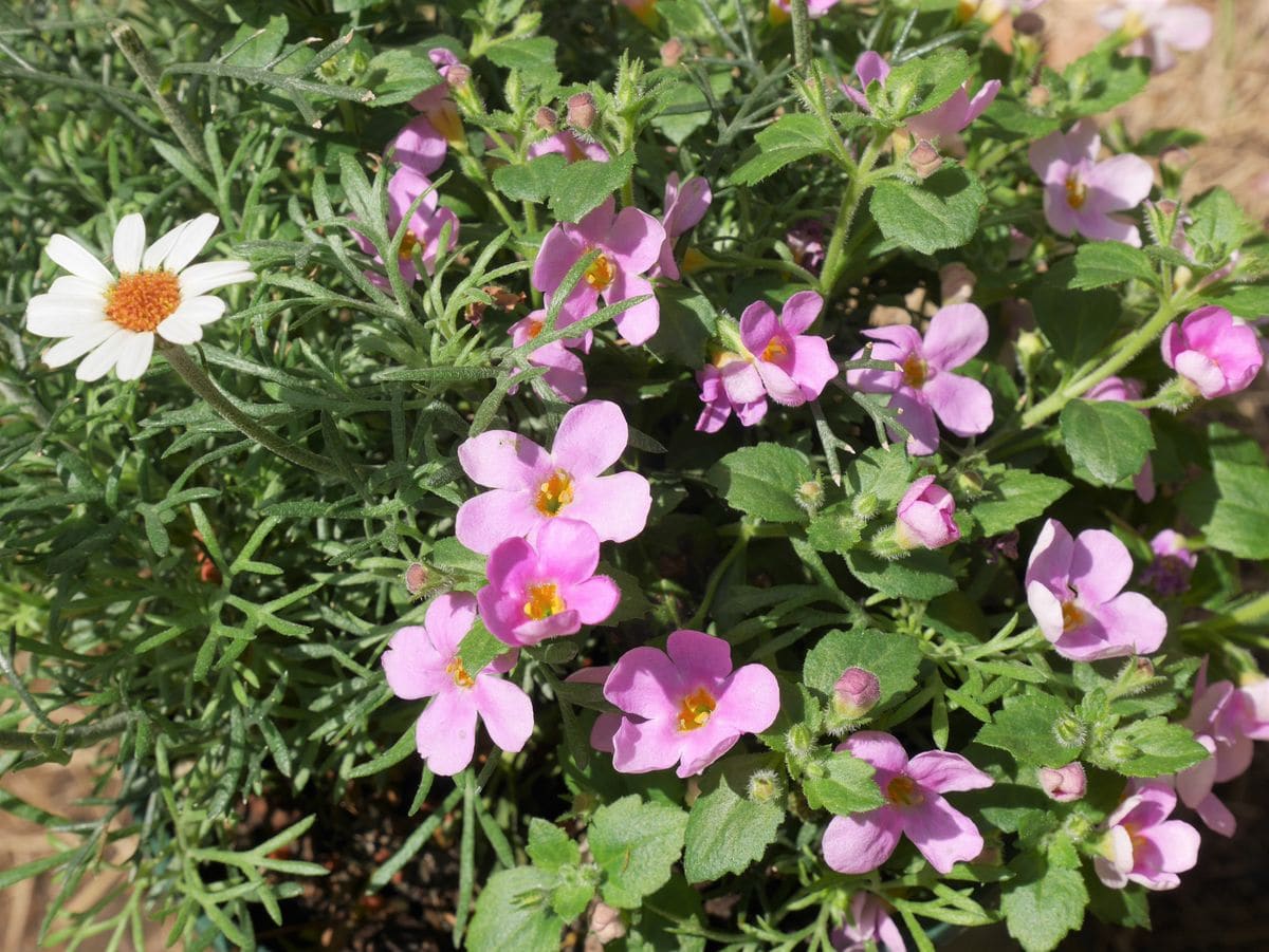 バコパ（ステラ）の写真 by おれんじぺこ 寄せ植えの一部 4/8 バコバの花数が増えてき