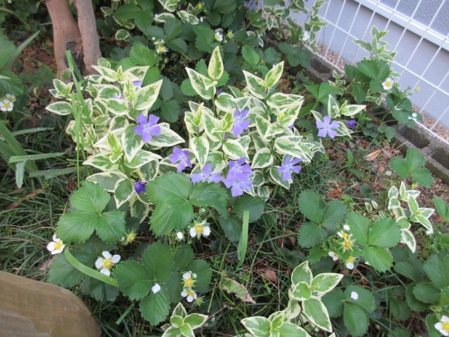 少し日陰だけどお花達は元気です。