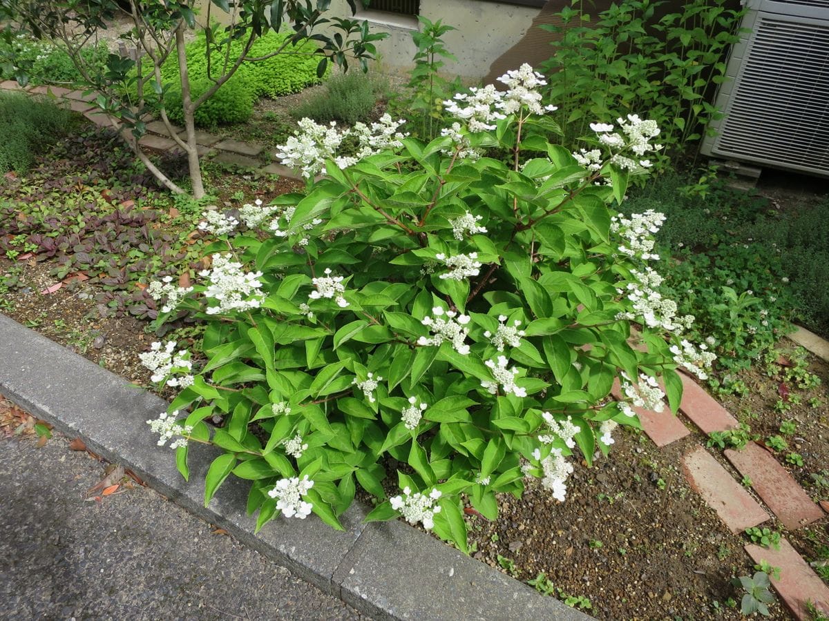 6月中旬。ダルマノリウツギの装飾花が開き始めました。