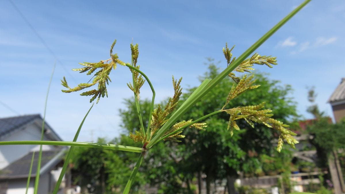 蚊帳吊り草 8.18撮影  七、八月頃 細い茎の先に黄褐色の地味な花穂をつける様が 線香