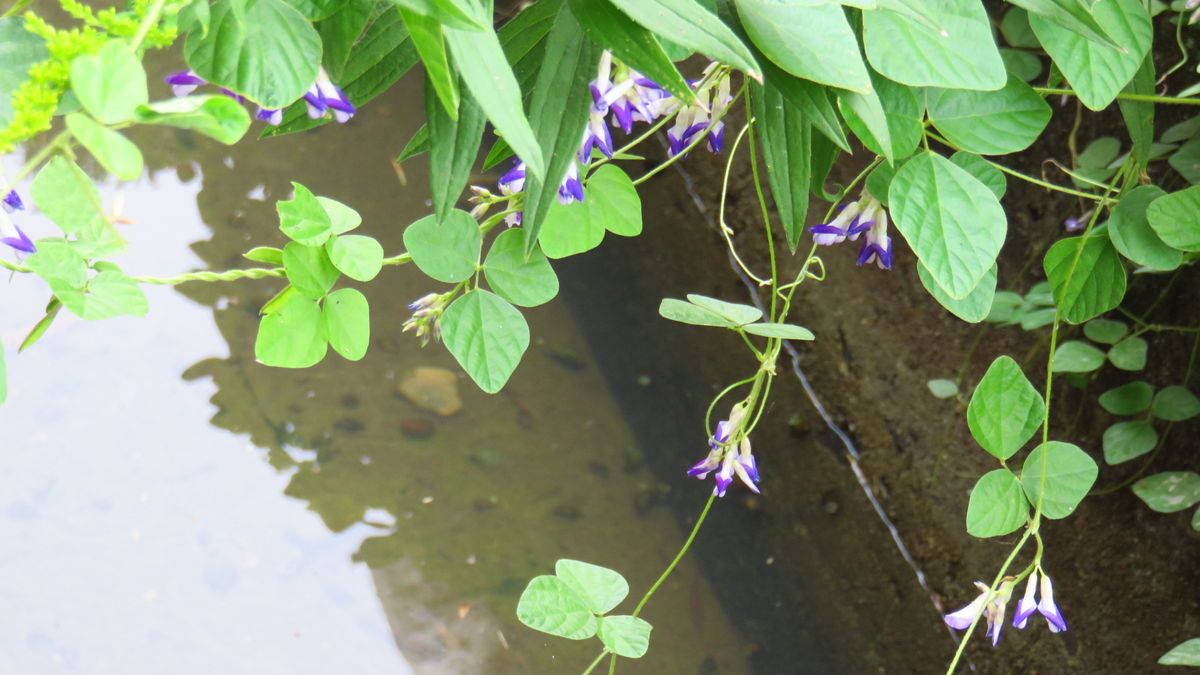 2019.10.11撮影 藪豆(ヤブマメ) 特徴的な三小葉と 青と白の花が可愛く見えました エン