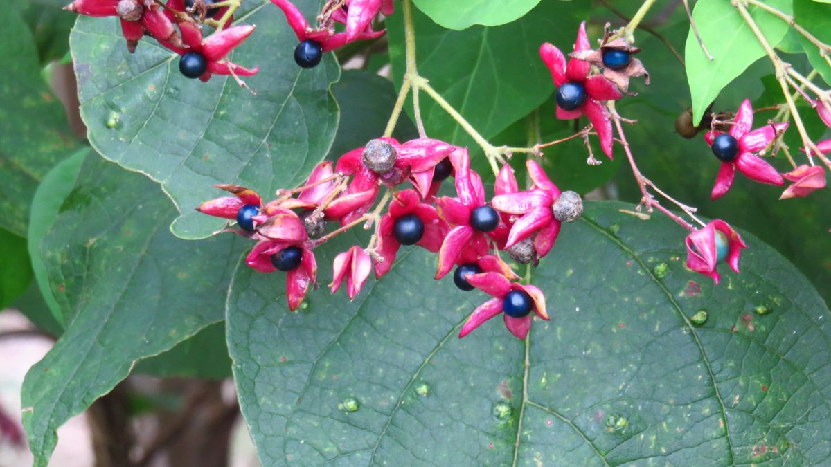 2019.10.8撮影 臭木(クサギ)の花と実 日当たりのよい原野などによく見られるシソ科の