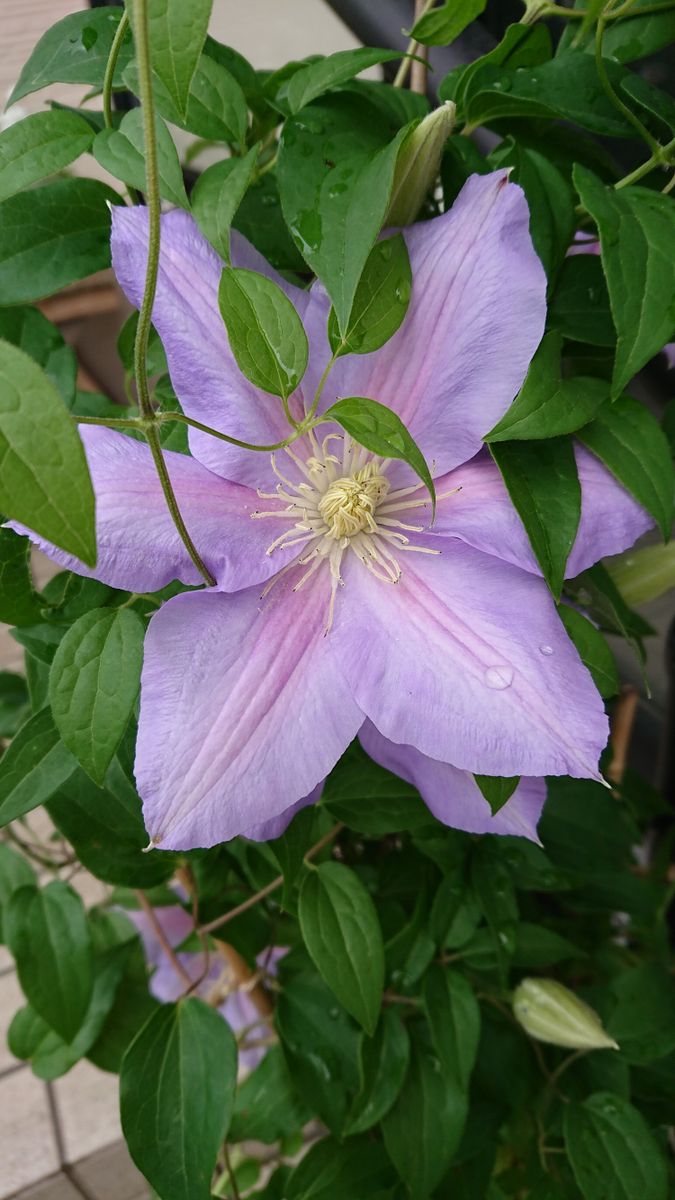 実生クレマチスのビッグココは薄い赤紫の花。