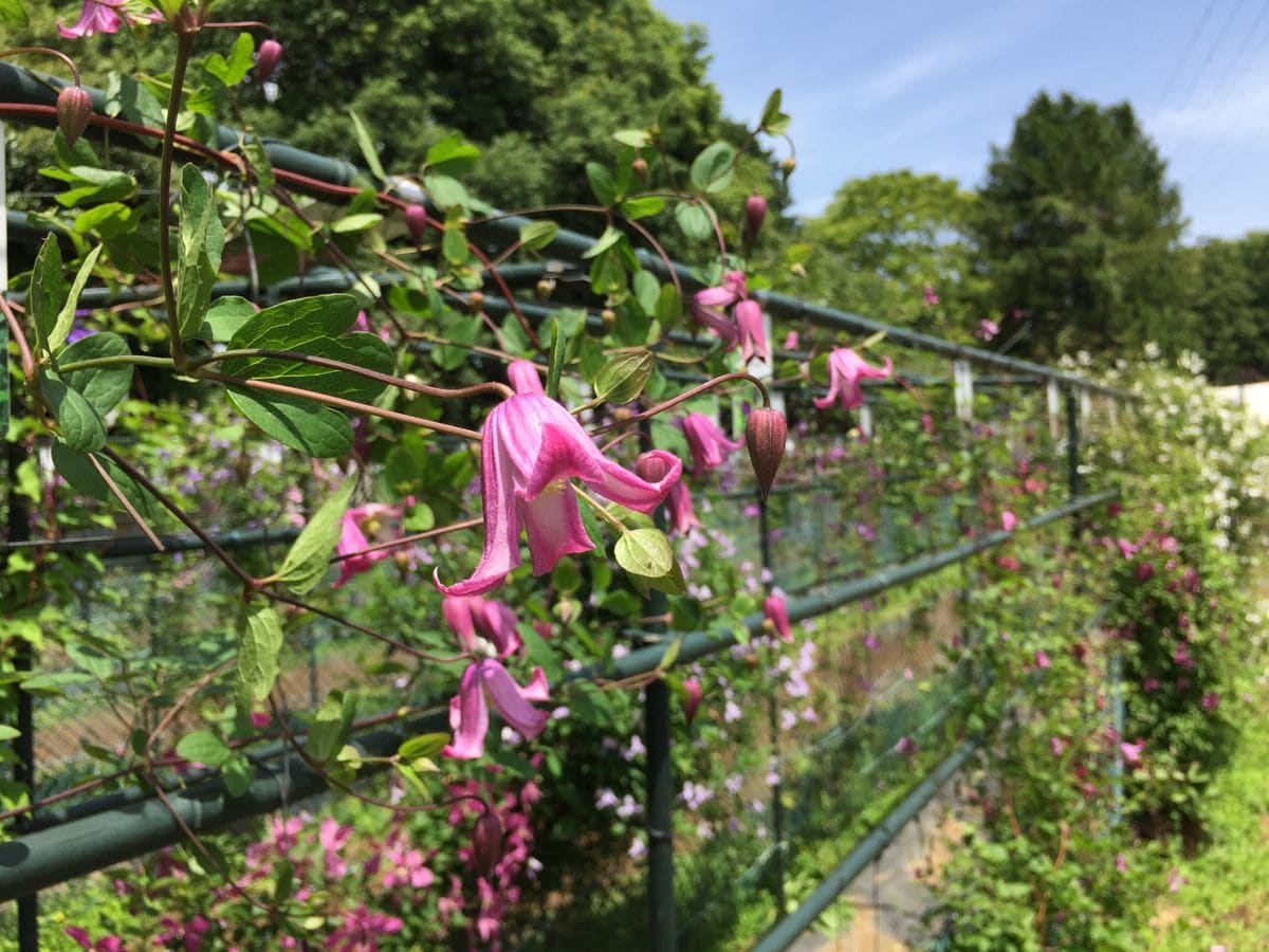 踊場です♪