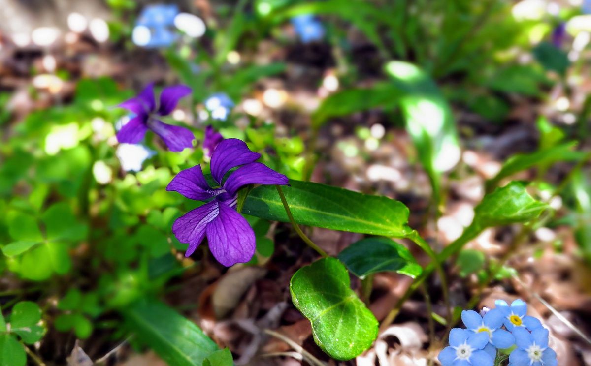 小っちゃいすみれの花 庭のブルーベリーの木の下で咲いてました