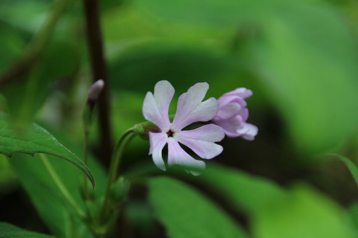 日本桜草 濡れつばめ😌