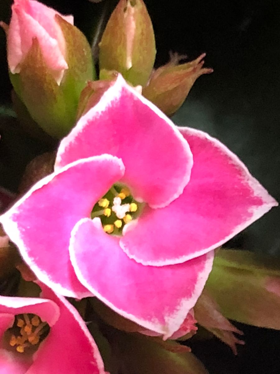 10/12 カランディ・ピトンピンク 濃いピンク色、花の形がユニークです‼︎
